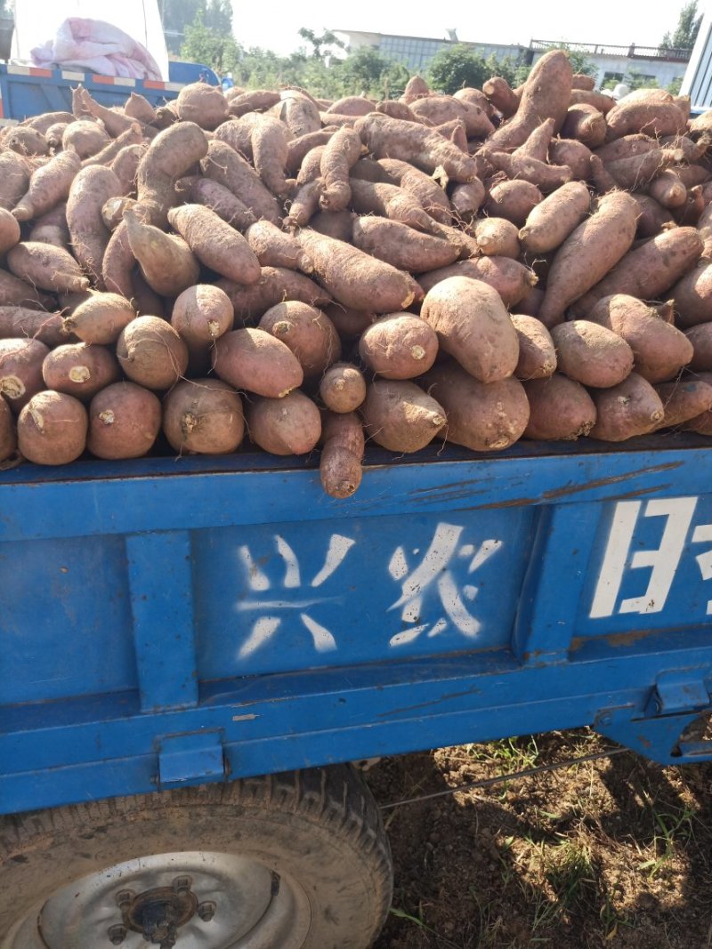 产地直发每天30万斤精品济薯26红皮黄心