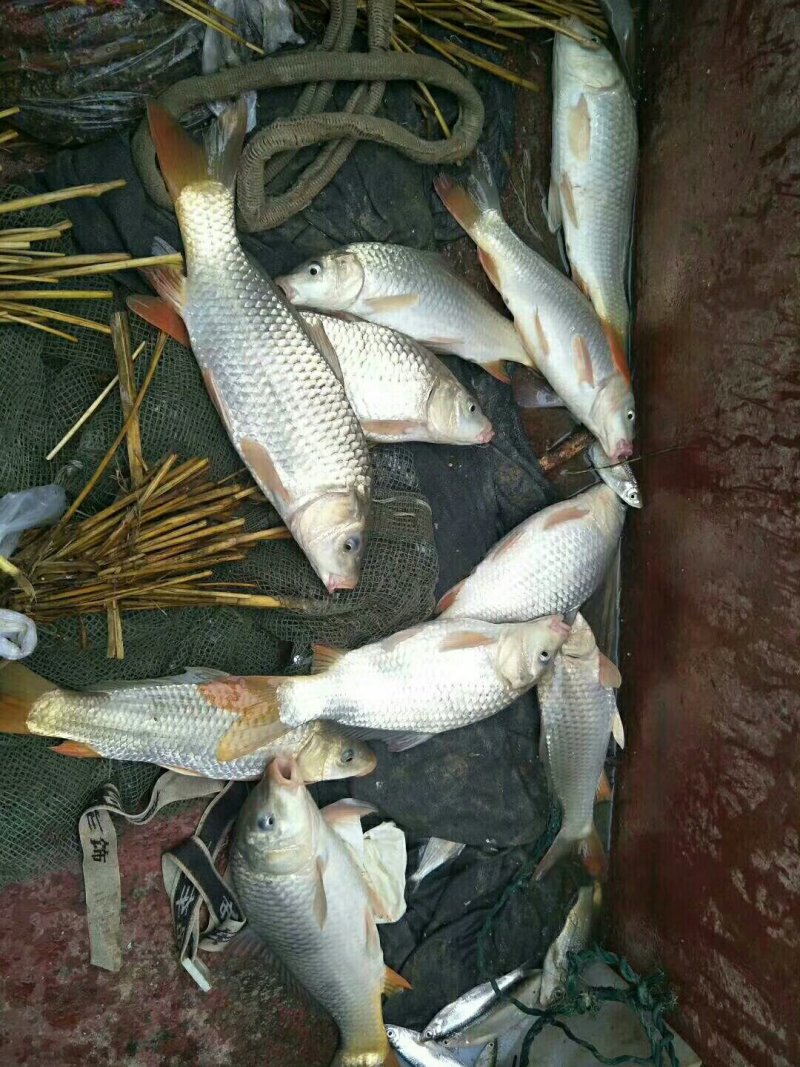黄河活水鱼