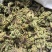 卷柏九死还魂草