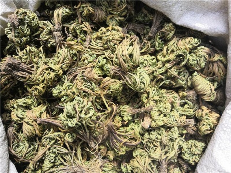 卷柏九死还魂草