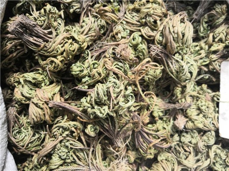 卷柏九死还魂草