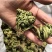卷柏九死还魂草