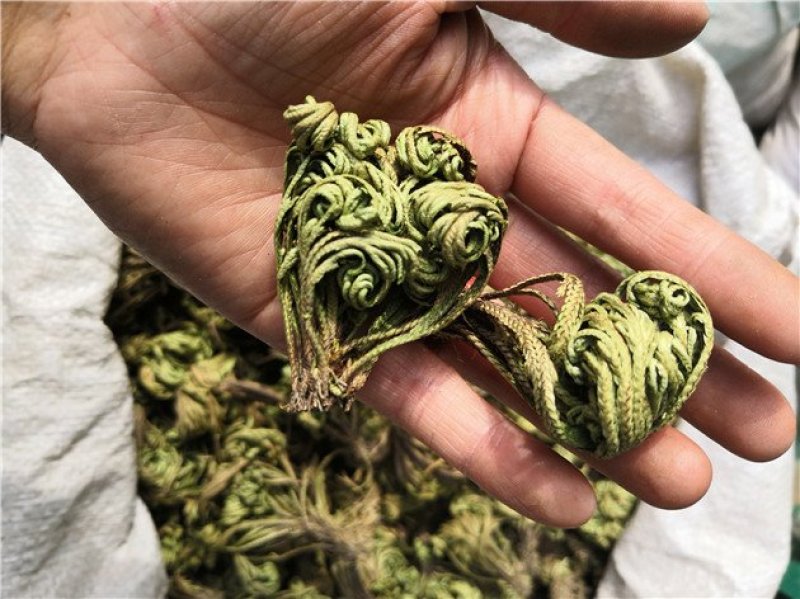 卷柏九死还魂草