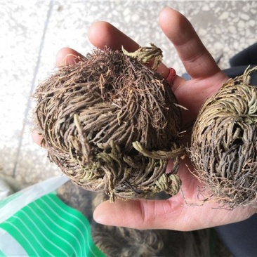 卷柏九死还魂草