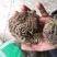 卷柏九死还魂草