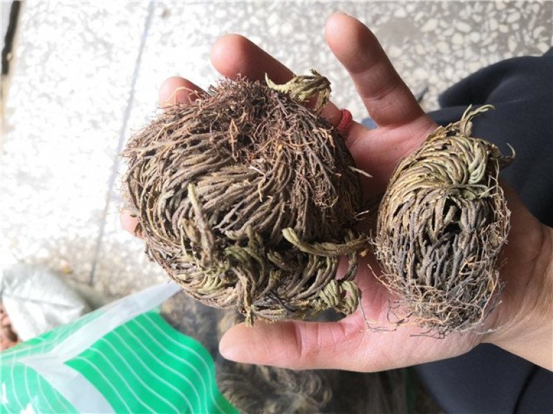 卷柏九死还魂草