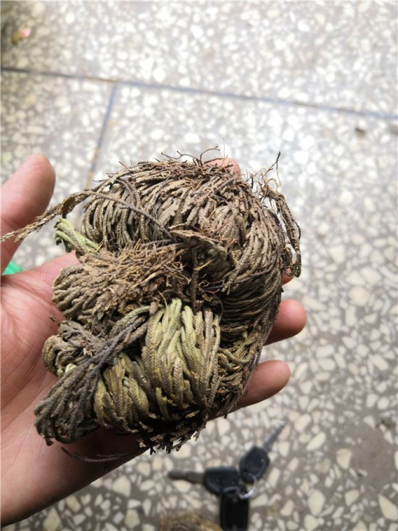 卷柏九死还魂草