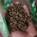 凤仙花干中药材