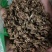 凤仙花干中药材