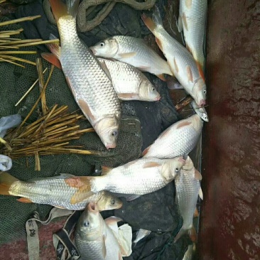黄河活水鱼