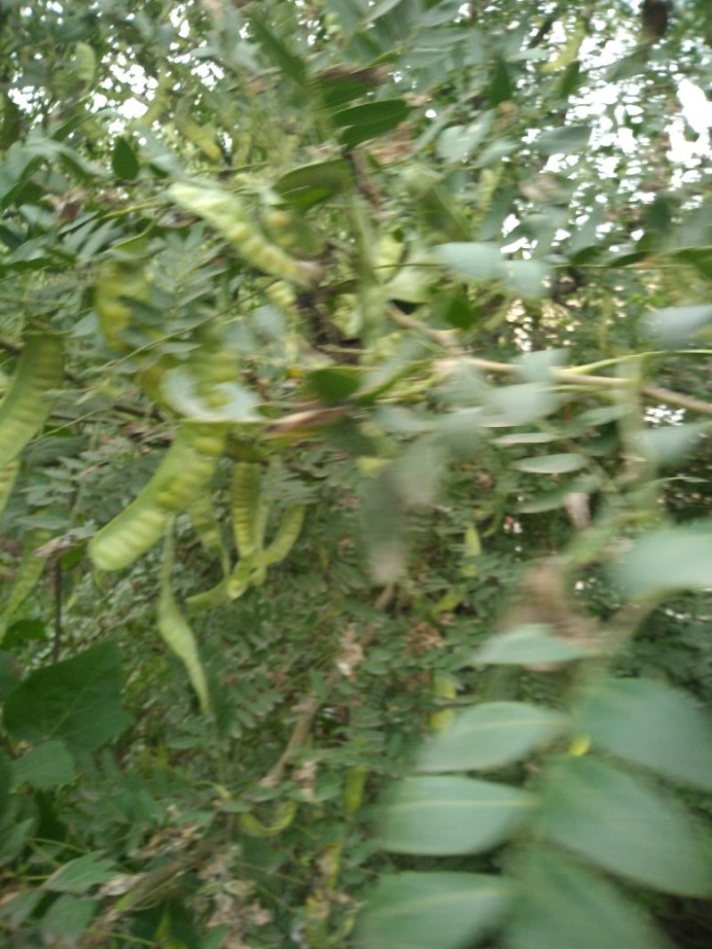 出售皂角荚