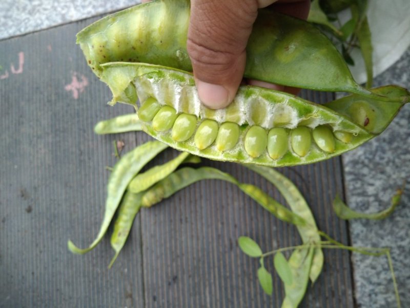 出售皂角荚