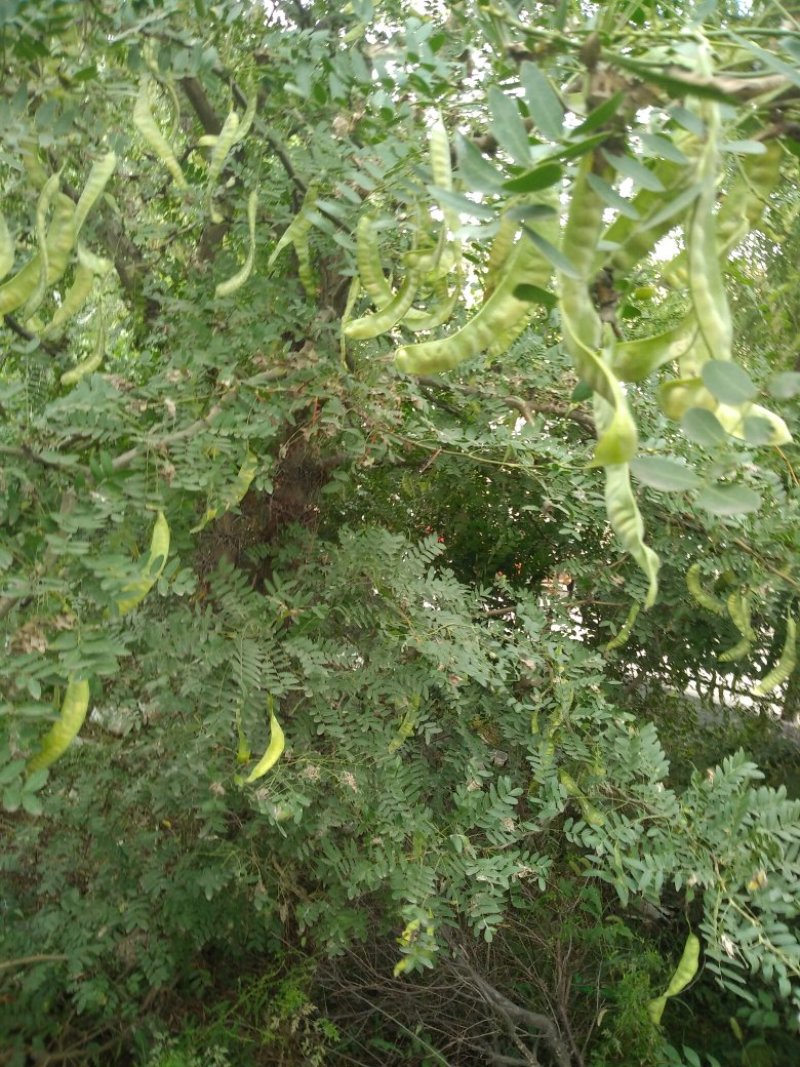 出售皂角荚