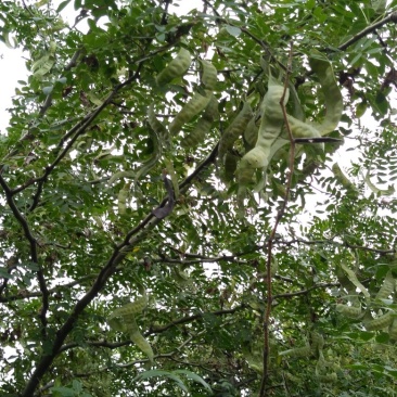 出售皂角荚