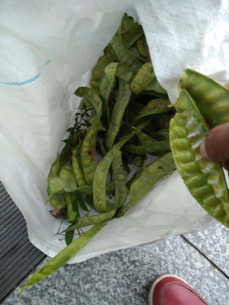 出售皂角荚