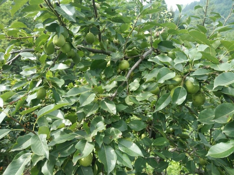 东北的可以吗？