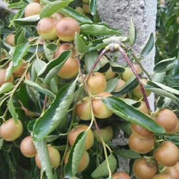 冬枣