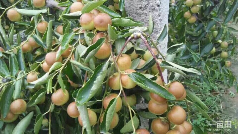 冬枣