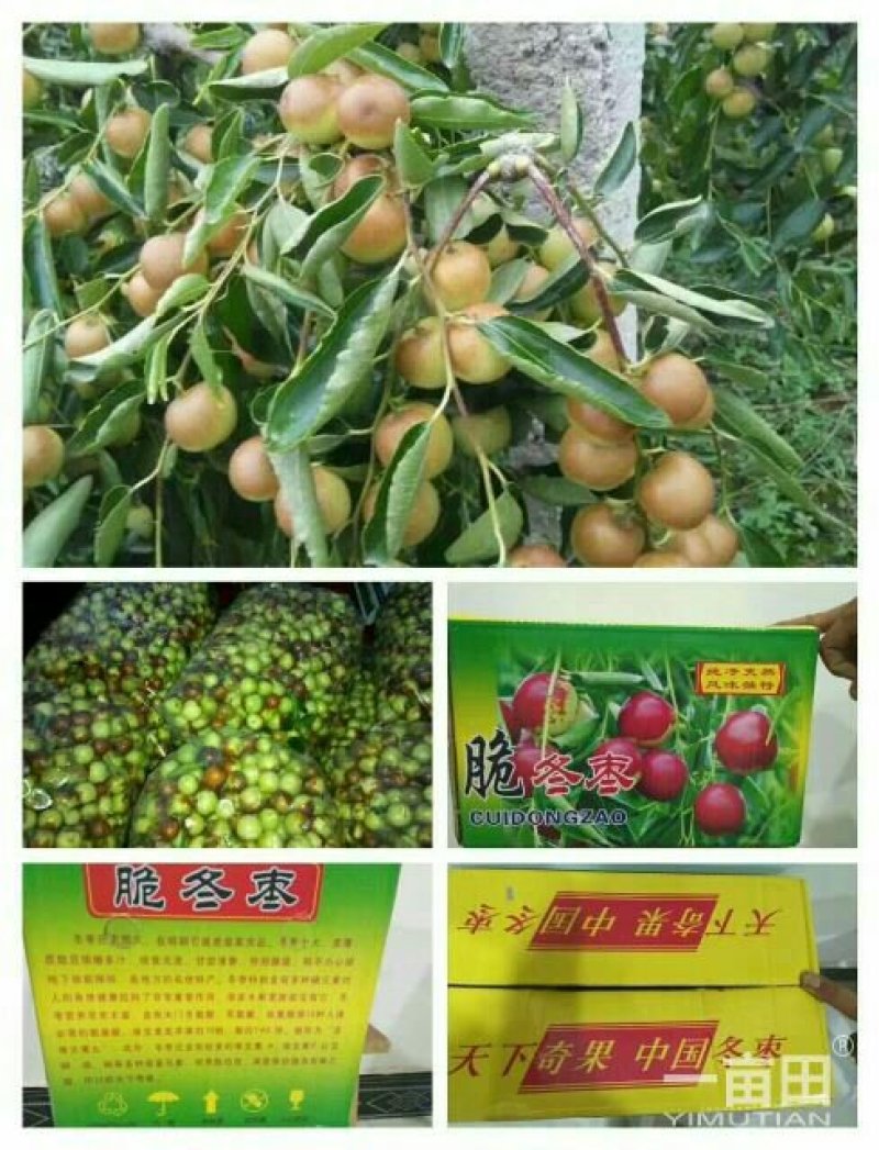 冬枣