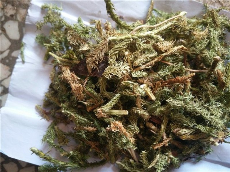 伸筋草