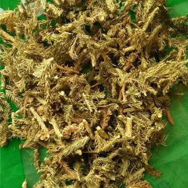 伸筋草