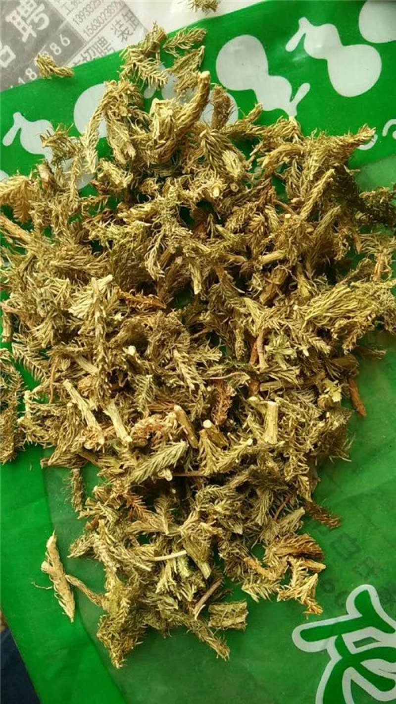 伸筋草
