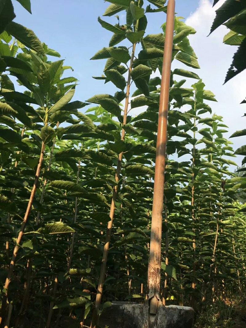 美早樱桃苗1年80cm以上俄罗斯八号布鲁克斯