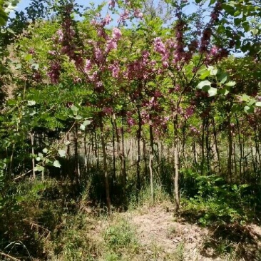 红花槐树
