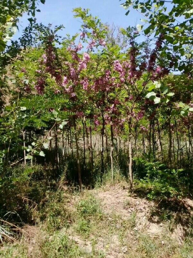 红花槐树