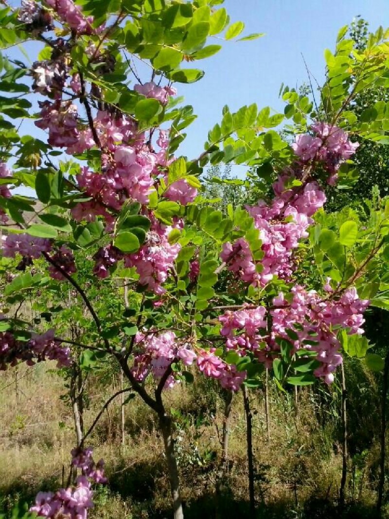 红花槐树