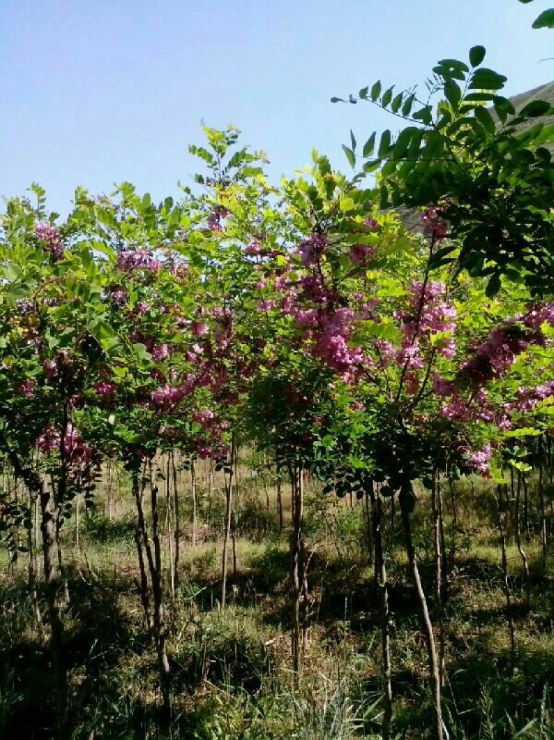 红花槐树