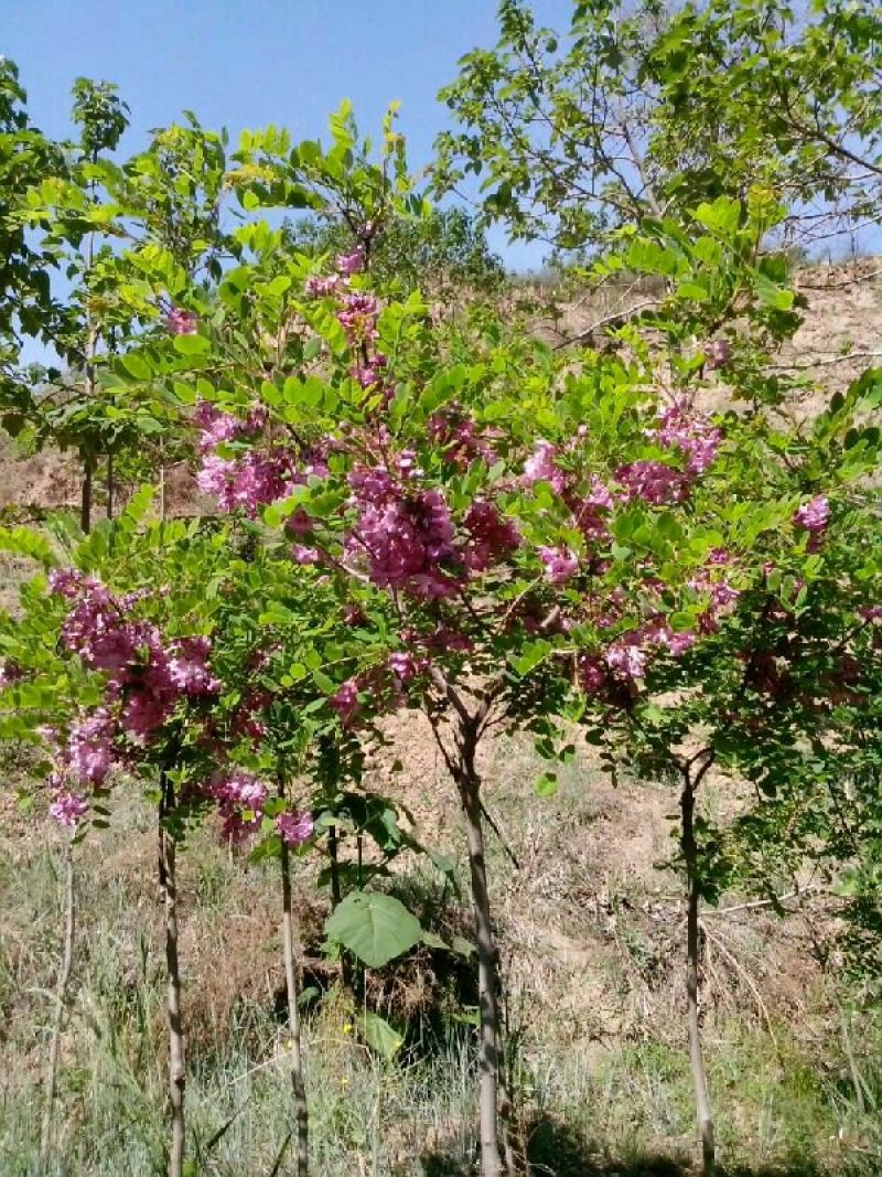 红花槐树