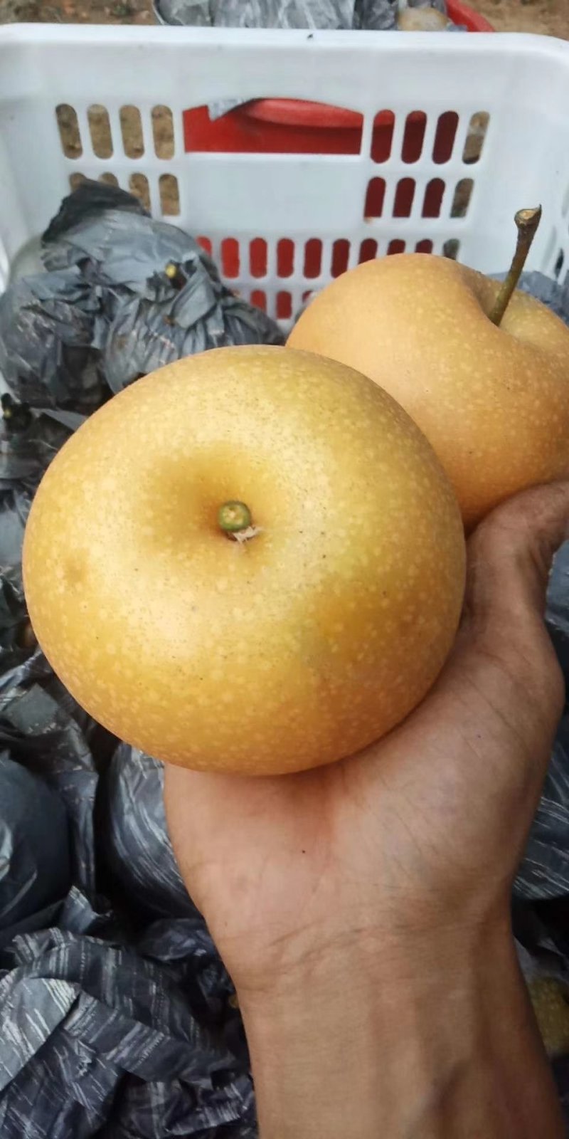 秋月梨