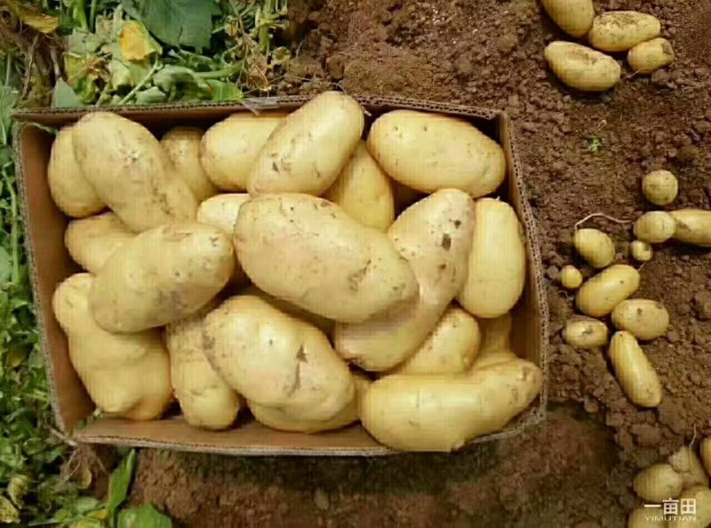 黄心土豆大量供应中，质量可靠支持全国发货