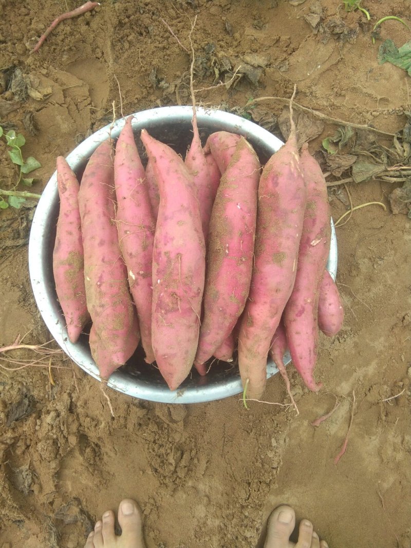 河北邯郸临漳白心商薯19纯沙地种植产地助农产品