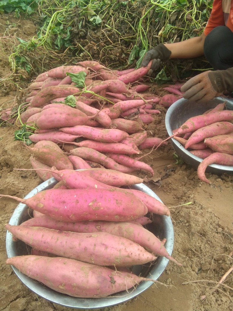 河北邯郸临漳白心商薯19纯沙地种植产地助农产品