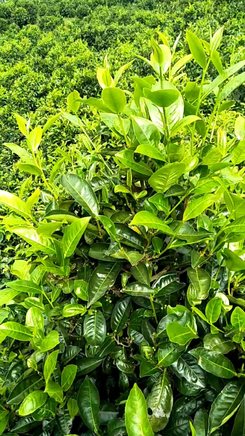 云南省临沧市凤庆县厂家茶叶批发
