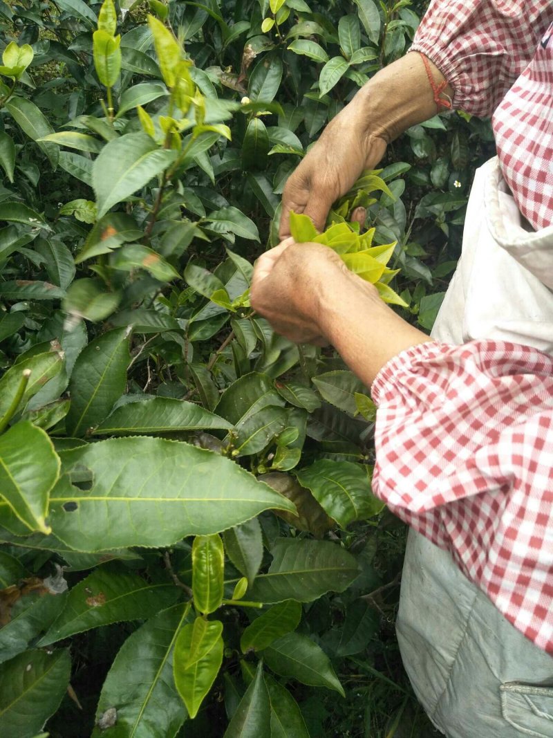 云南省临沧市凤庆县厂家茶叶批发
