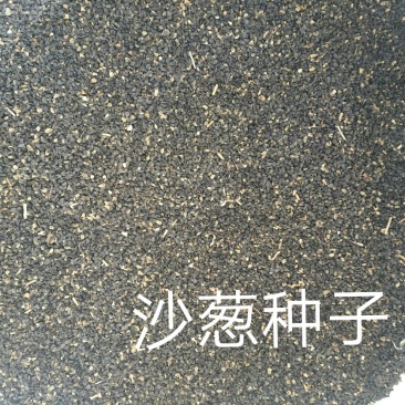 沙葱籽籽