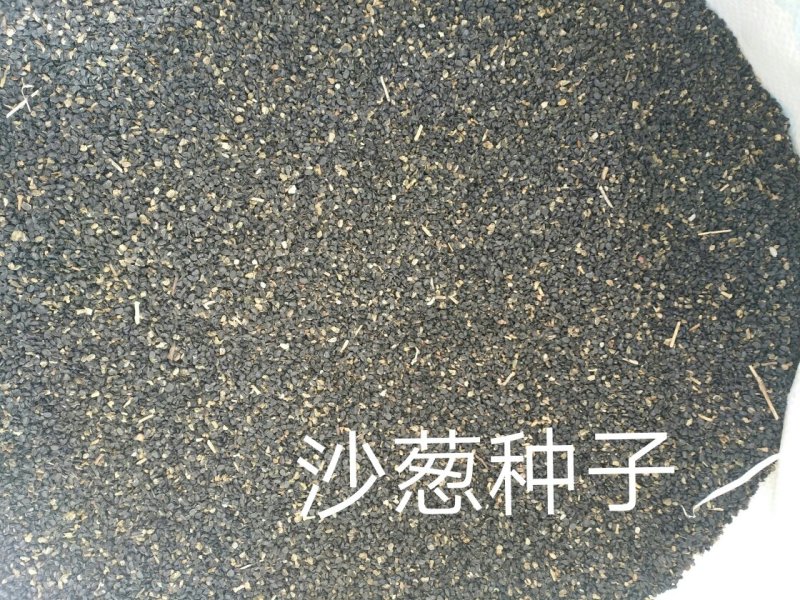 沙葱籽籽