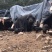 藏猪50公斤以上