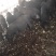 藏猪50公斤以上