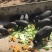 藏猪50公斤以上