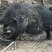 藏猪50公斤以上