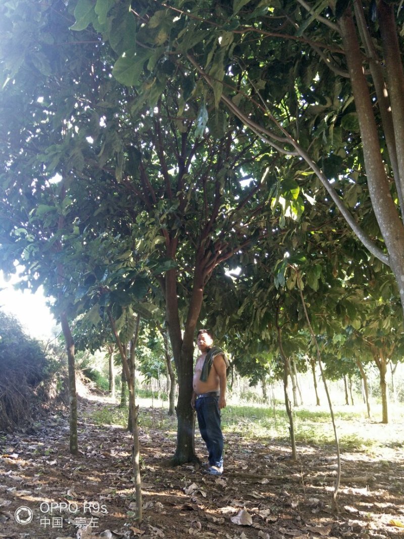 萍婆地苗十三到十五公分有老板看上请联系我