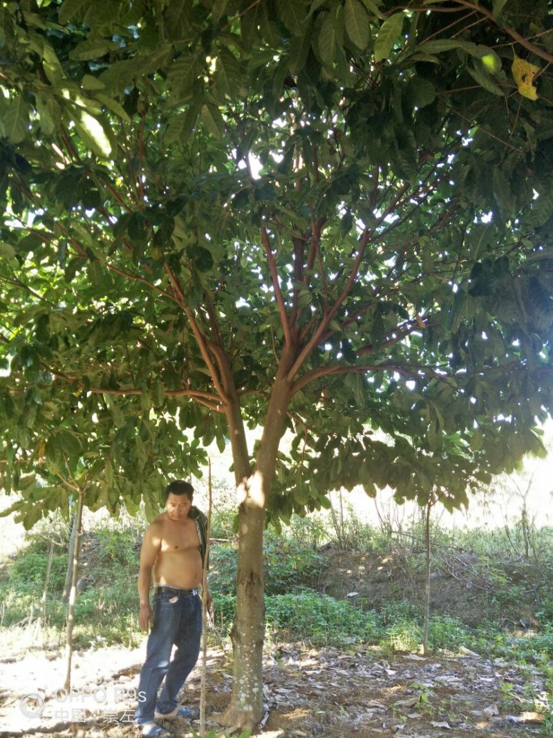 萍婆地苗十三到十五公分有老板看上请联系我