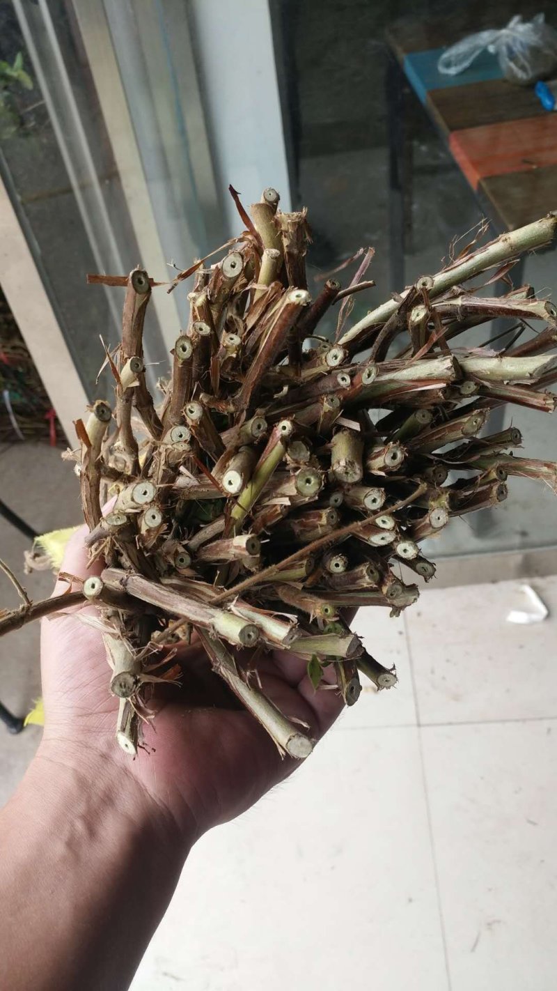 金银花枝条