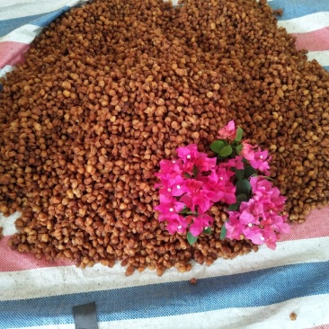 高州特级桂圆肉石夹肉新货现货