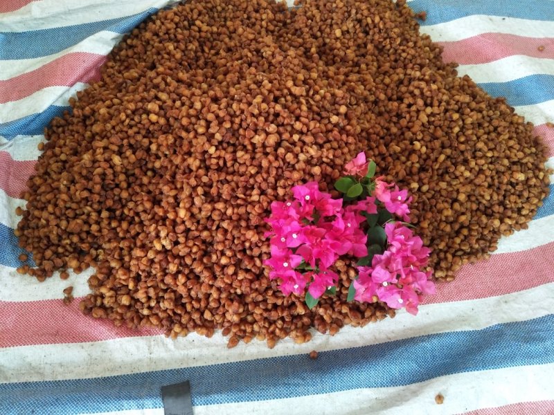高州特级桂圆肉石夹肉新货现货
