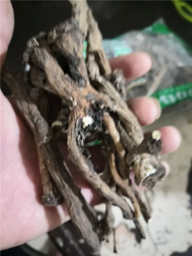 蒲公英根